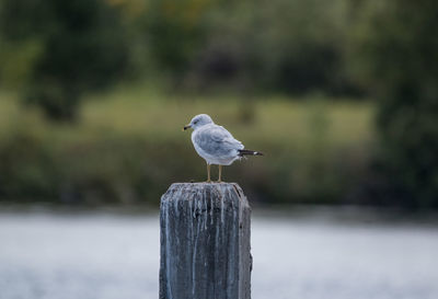 Close-up of bird perching on wooden post