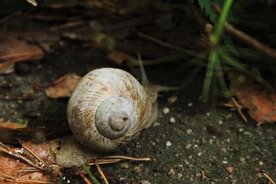 Close-up of snail on ground