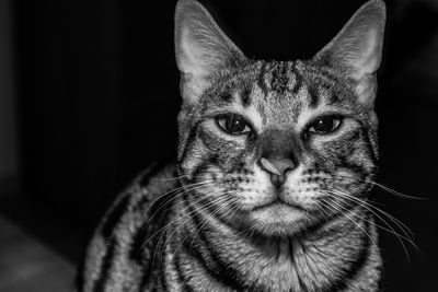 Close-up portrait of a cat