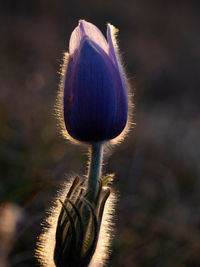 Close-up of flowering plant