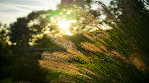 Close-up of fresh green plant against sky