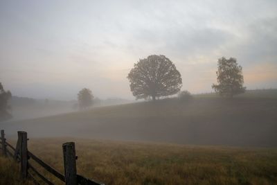 Trees on field against sky