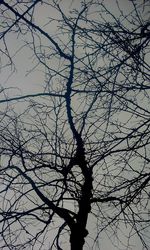 Low angle view of bare tree against sky