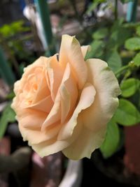 Close-up of rose blooming outdoors