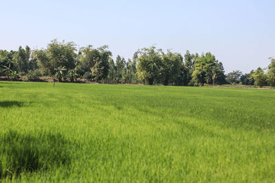 Scenic view of field against clear sky