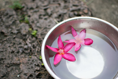 High angle view of pink flower in bowl