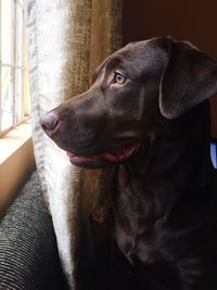 Close-up of black dog at home