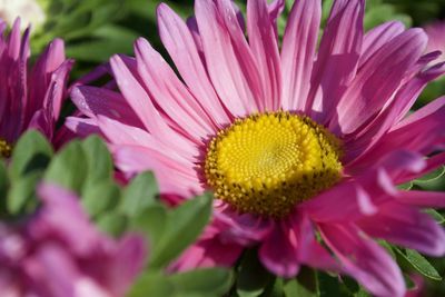 Close-up of pink flower