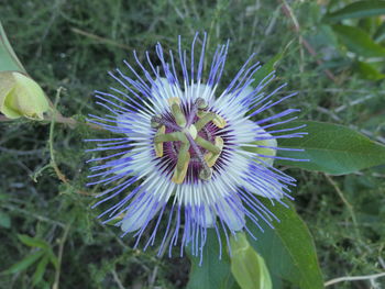 Close-up of purple flower