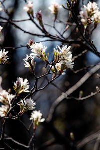 Close-up of white cherry blossoms in spring