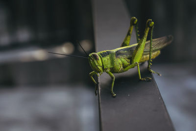 Close-up of insect on leaf