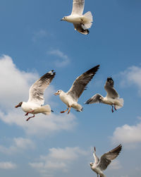 Seagulls flying on the beautiful clear sky, chasing after food that feed on them.