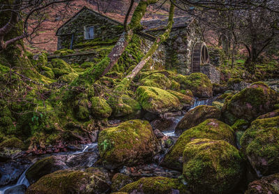 Scenic view of stream flowing through rocks in forest