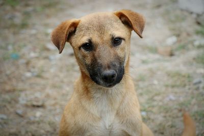 Close-up portrait of dog