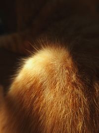 Close-up of a cat