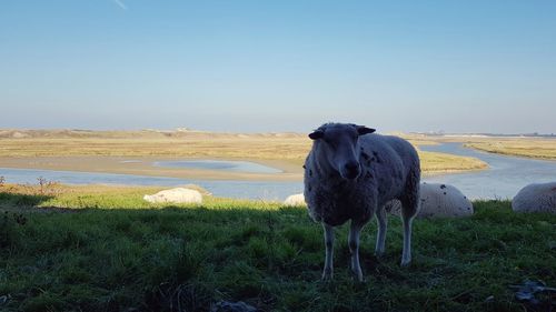 Sheep in a field