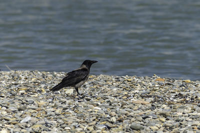 Bird perching on a rock