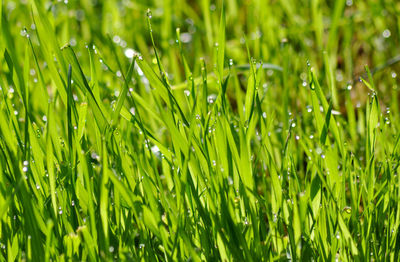 Detail shot of water drops on grass