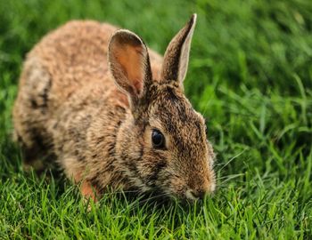 Close-up of a rabbit on field