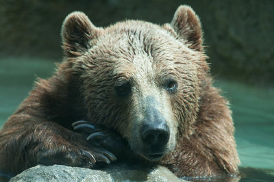 Close-up of a bear