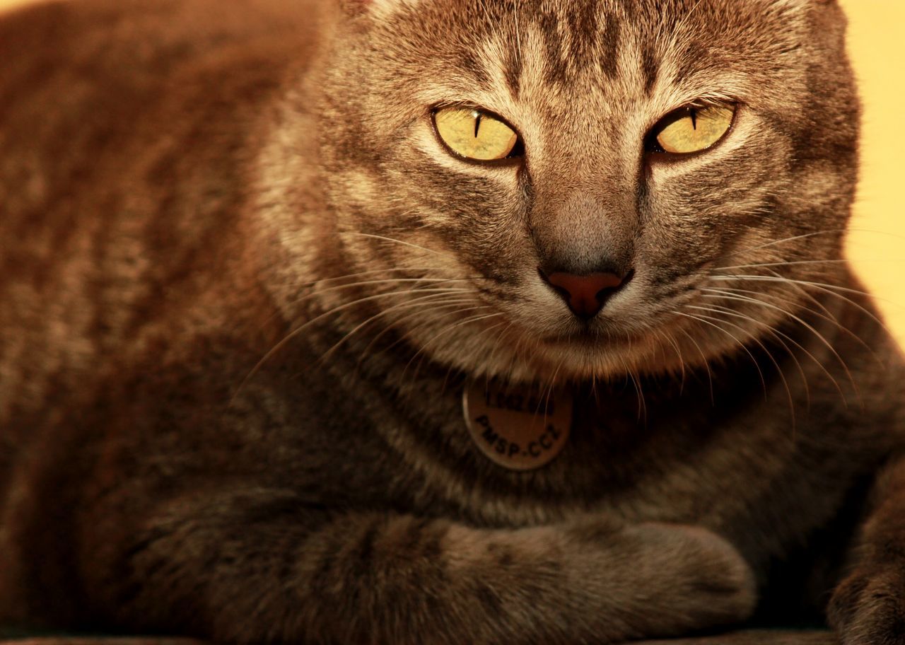 animal themes, one animal, domestic cat, pets, mammal, domestic animals, feline, cat, whisker, close-up, portrait, animal head, looking at camera, animal eye, indoors, alertness, focus on foreground, staring, relaxation