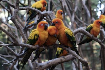 View of parrot perching on branch