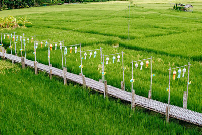 High angle view of agricultural field