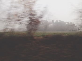 Trees on landscape