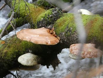 Close-up of turtle in water