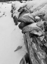 Close-up of tree trunk