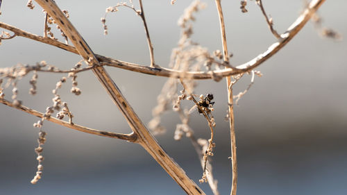 Close-up of snow on plant