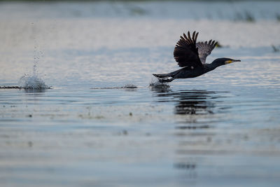 Bird flying over lake