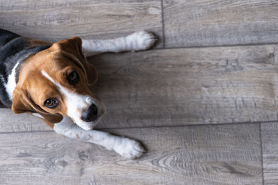 High angle view of dog lying on floor