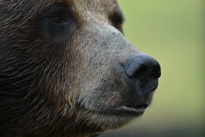 Close-up of an animal looking away