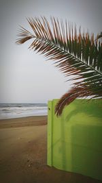 Palm tree on beach against sky