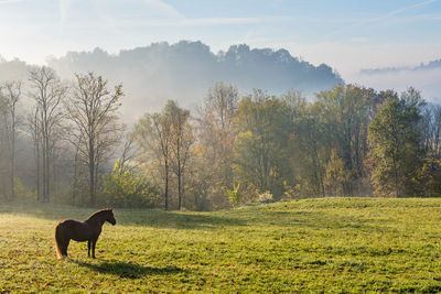 Dog standing on grassy field