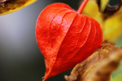 Close-up of red winter cherry