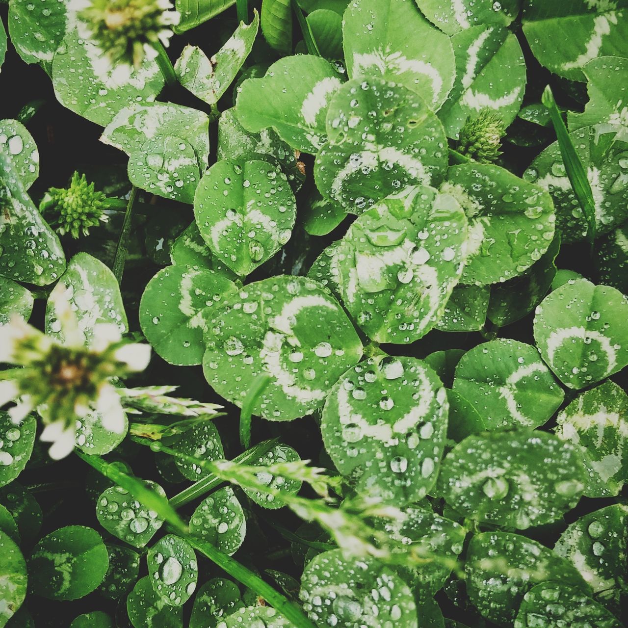 Raindrops on clovers