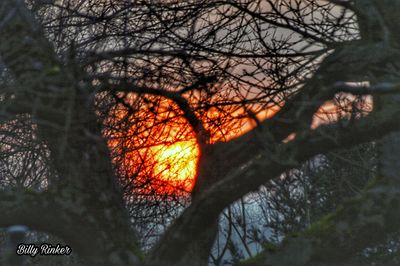 Close-up of bare tree in forest