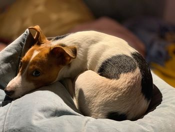 Close-up of a dog sleeping on bed at home