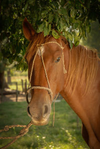 Horse in the field