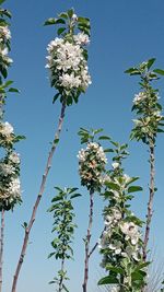 Low angle view of flowering plants against clear blue sky