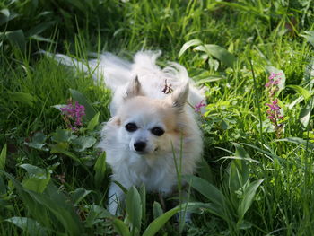 White dog in field chihuahua