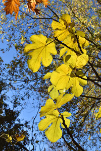 Low angle view of yellow maple leaves against sky