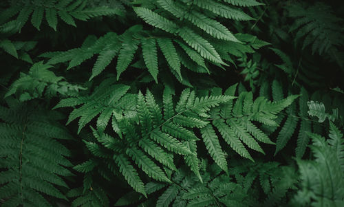 Full frame shot of fresh green leaves