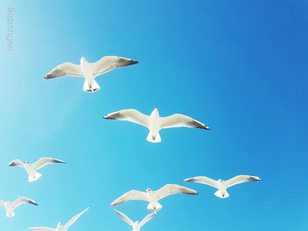 flying, bird, animals in the wild, wildlife, spread wings, animal themes, low angle view, seagull, blue, clear sky, zoology, vertebrate, togetherness, tranquility, full length, migrating, flock of birds, nature, mid-air, beauty in nature, animal behavior, avian, tranquil scene, animal wing, outdoors, animal, sky, flight, no people, scenics, sea