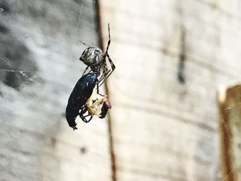 Close-up of insect