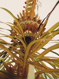 Close-up of plant