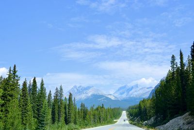 Road amidst trees in forest against sky