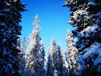 Low angle view of pine trees against sky during winter